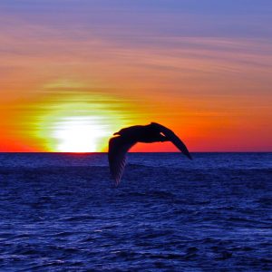 retouch-bird-sunset